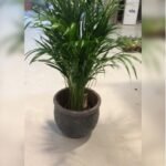 ARECA PALM WITH CERAMIC POT