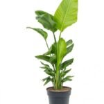 BIRD OF PARADISE / STRELITZIA NICOLAI - HEIGHT 150 CM