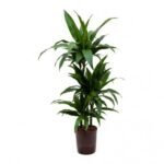 DRACAENA CRAIG 100 CM - MULTI STEM