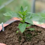 GREEN CHILLI SMALL PLANT