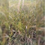 PENNISATUM PURPLE FOUNTAIN GRASS