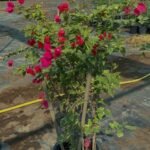 RAINBOW BOUGAINVILLEA