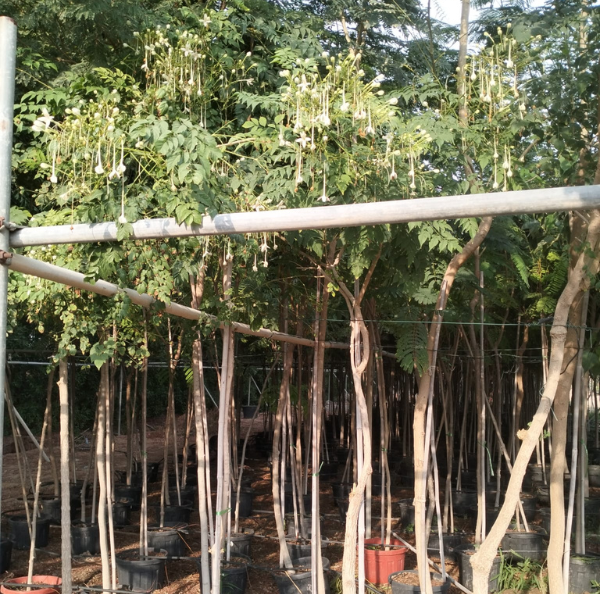 Untitled Design (43)