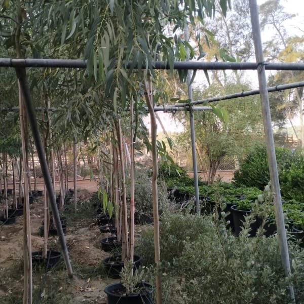 WhatsApp Image 2025-11-18 at 4.14.39 PM