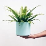 BIRDS NEST FERN 30 CM [ASPLANIUM] POTTED