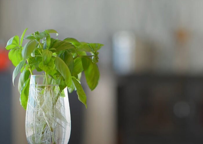 3 WAYS TO PROPAGATE BASIL EASILY - A STEP BY STEP GUIDE - DAFFODILS PLANTS
