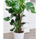 MONSTERA MOSSTICK POTTED - 100 - 110 CM TOTAL HEIGHT