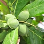 ALMOND TREE [BADAM TREE]