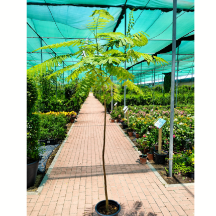 DELONIX REGIA 100 CM - YOUNG PLANT