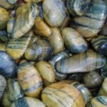 TIGER SKIN STONE 3 - 5 CM