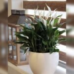 SPATHIPHYLLUM GROUP IN FIBER CLAY POT(TOTAL HEIGHT 60 CM)