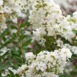 LAGERSTROEMIA INDICA (CREPE MYRTLE)