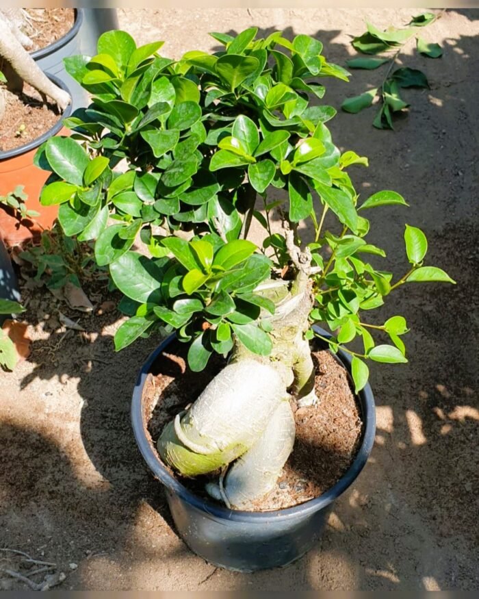 Ficus Bonsai Microcarpa