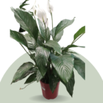 SPATHYPHYLLUM ( PEACE LILLY) BIGSIZE.  90 CM HEIGHT , 100 CM SPREAD