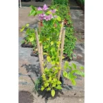 BOUGAINVILLEA 4 STICK