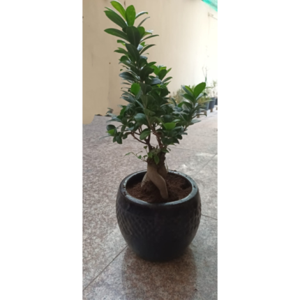 Ficus-Microcarpa Bonsai Potted Height 85cm