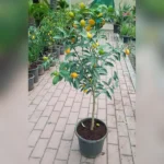 CITRUS KUMQUAT POTTED