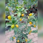 CITRUS KUMQUAT - Image 2