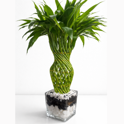 BRAIDED BAMBOO IN GLASS POT