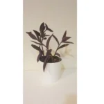 SETCREASEA PLANTS IN CERAMIC POT