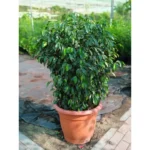 FICUS BENJAMINA
