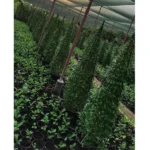 EHRETIA CONE SHAPED- HEIGHT 150 CM