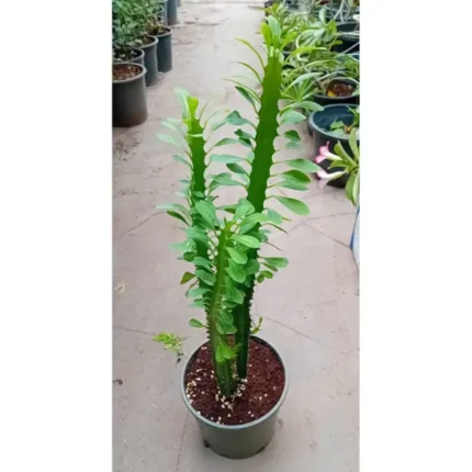 Cactus Height 150 cm