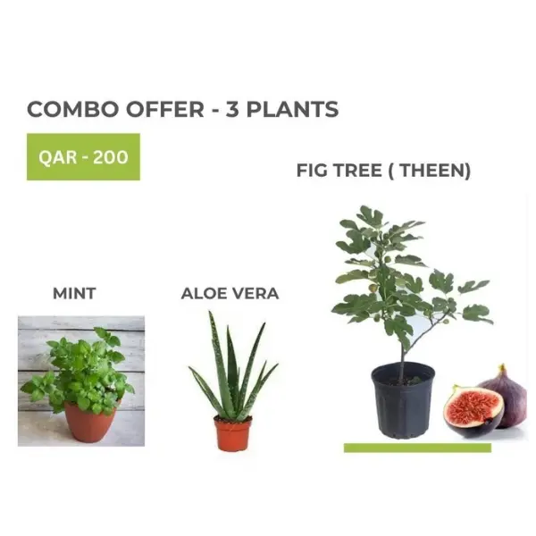 COMBO OFFER – 3 PLANTS – FRUIT AND HERBS