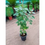 JATROPHA GREEN