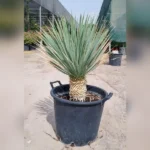 BEAKED YUCCA- HEIGHT 60 CM