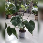 MONSTERA