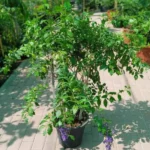 DURANTA ERECTA GREEN