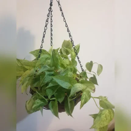 HANGING POT MADE OF COCONUT HUSK WITH METAL CHAIN AND WITH HANGING MONEY PLANT