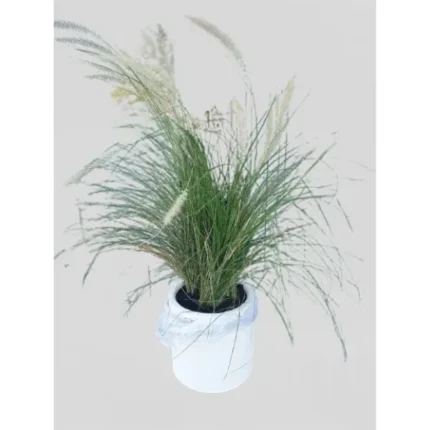 PENNISETUM POTTED - TOTAL HEIGHT 80-89 CM