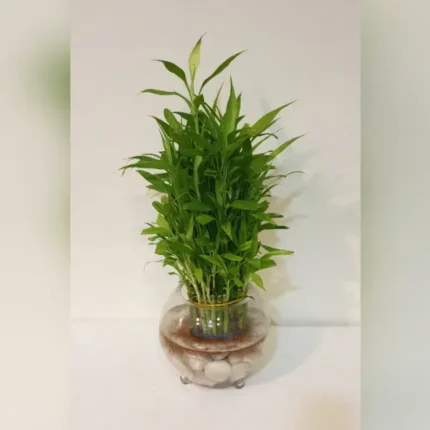 LUCKY BAMBOO IN GLASS POT- 18 CM DIA, TOTAL HEIGHT 40-50 CM