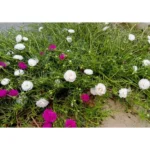 PORTULACA MULTI COLOUR ( 2 QR EACH)