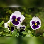 PANSY FLOWER