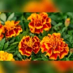 MARIGOLD