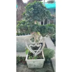 FICUS MICROCARPA - HEART SHAPE- HEIGHT 2.2 MTR