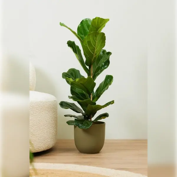 FIDDLE FIG (FICUS LYRATA) SINGLE STEM POTTED - TOTAL HEIGHT 100 CM