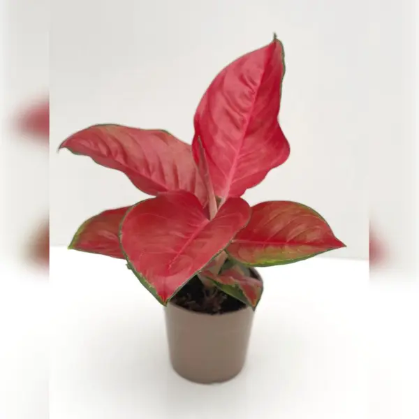 AGLAONEMA RED POTTED - HEIGHT 35 CM