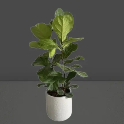 FIDDLE FIG (FICUS LYRATA) POTTED - TOTAL HEIGHT 120 CM