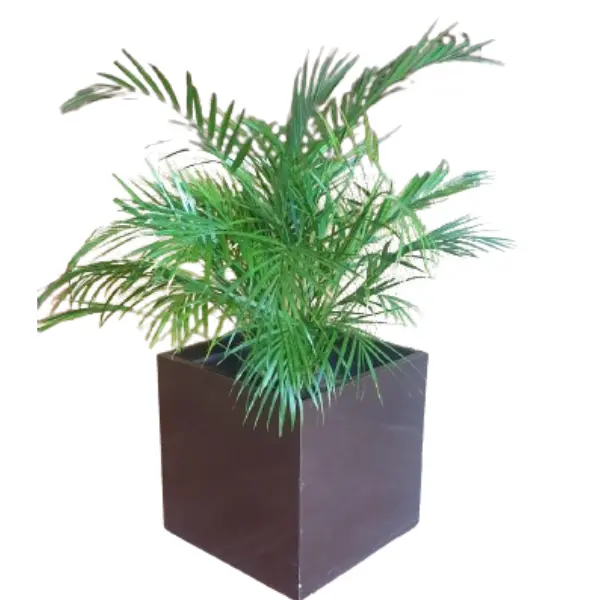 ARECA PALM POTTED - 40X40 CM POT- TOTAL HEIGHT 150 CM