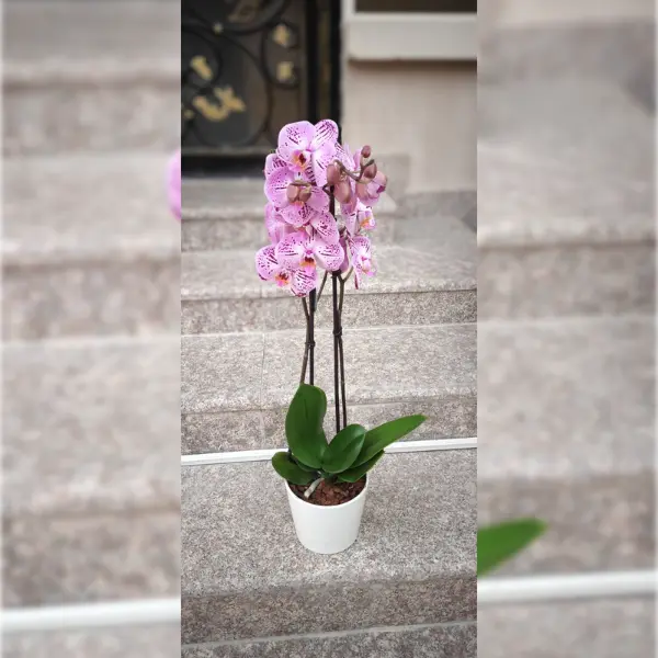 ORCHID POTTED