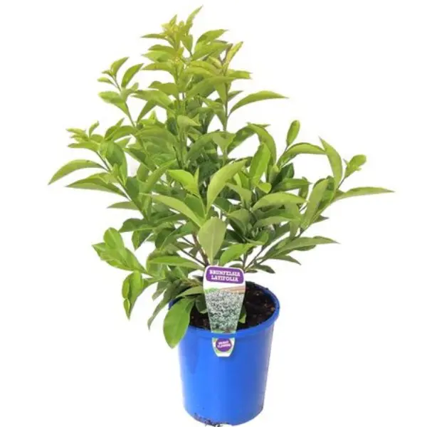 3 (57) BRUNFELSIA LATIFOLIA