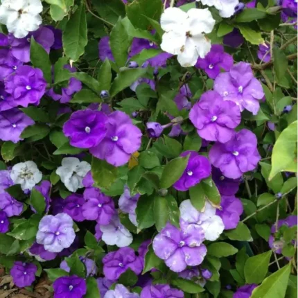 BRUNFELSIA LATIFOLIA
