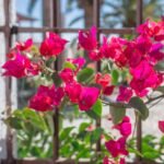 METAL TRELLY-GRILL-SUPPORT RING FOR BOUGAINVILLEA & CREEPING PLANTS - Image 2