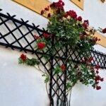 METAL TRELLY-GRILL-SUPPORT RING FOR BOUGAINVILLEA & CREEPING PLANTS