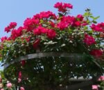 METAL TRELLY-GRILL-SUPPORT RING FOR BOUGAINVILLEA & CREEPING PLANTS - Image 3