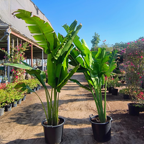 Untitled design (7) RAVENALA MADAGASCARIENSIS- TRAVELLERS PALM-2 MTR HEIGHT - Image 1